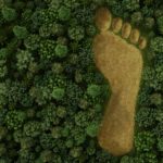 The ecological footprint