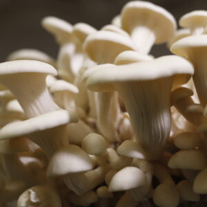 Cultivo de Hongos en Casa.