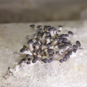 Cultivo de Hongos en Casa.