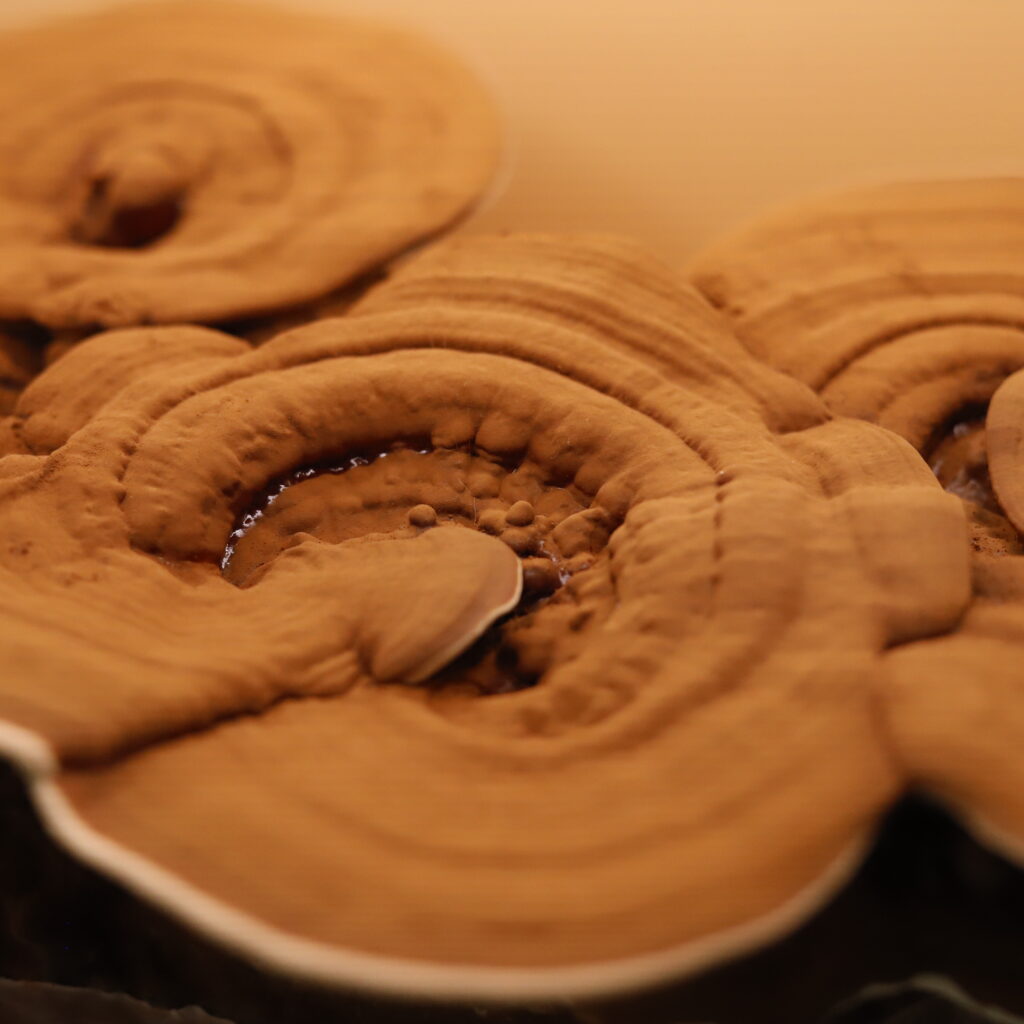 Reishi Deshidratado